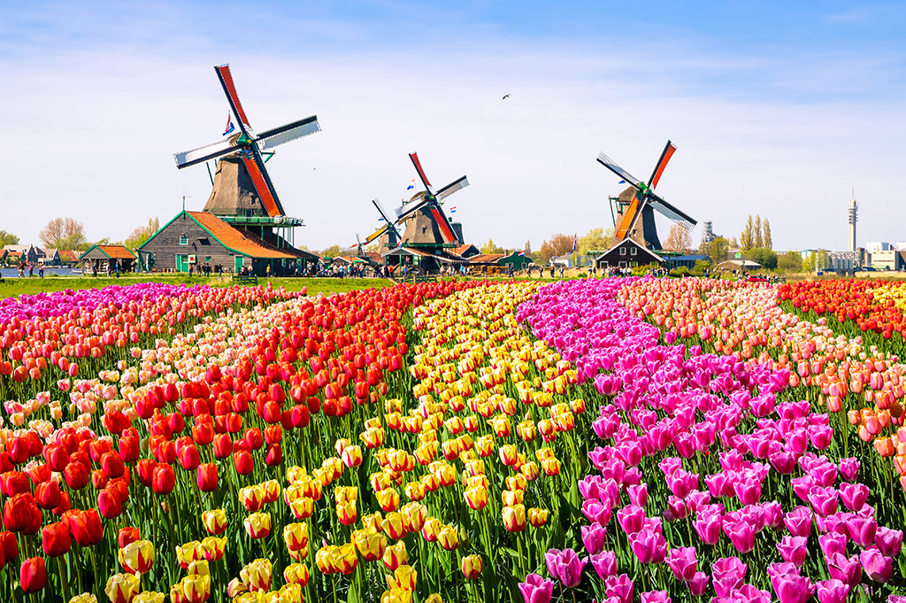 Tulips and windmills in Holland at springtime